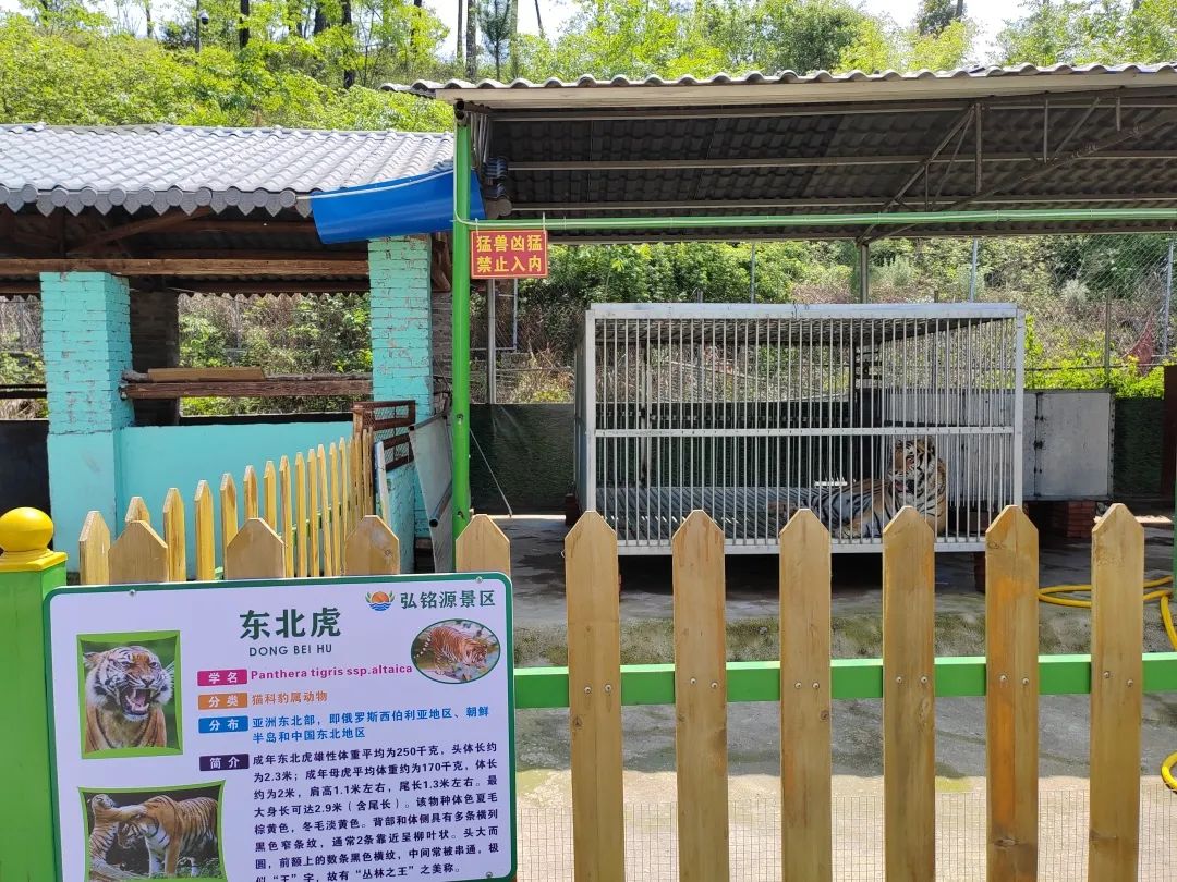 2023年,江西一景区将东北虎饲养在铁笼内。受访者供图