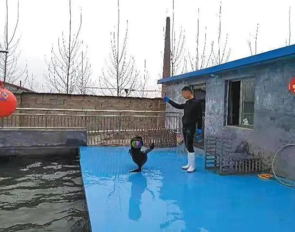 在山东省嘉祥县梁宝寺镇的农家院内,一名驯养员正训练海狮表演顶球,图源新京报2019年报道